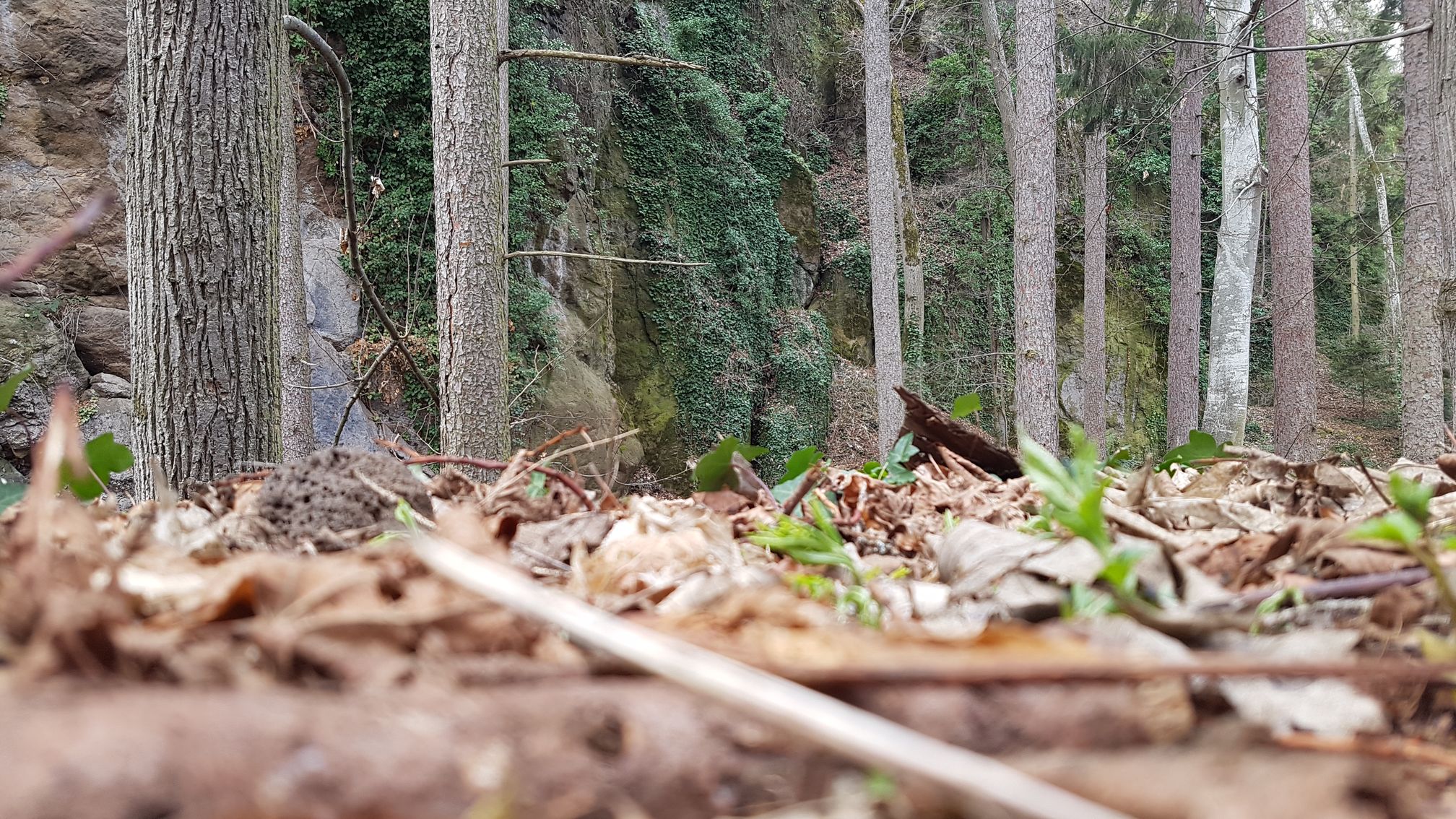 photo du bois des seigneurs