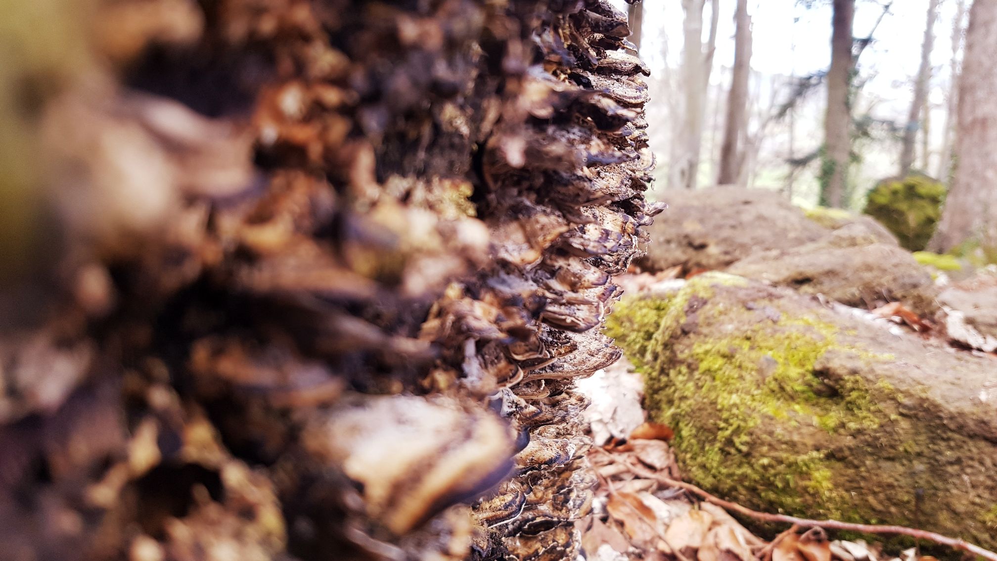 photo du bois des seigneurs