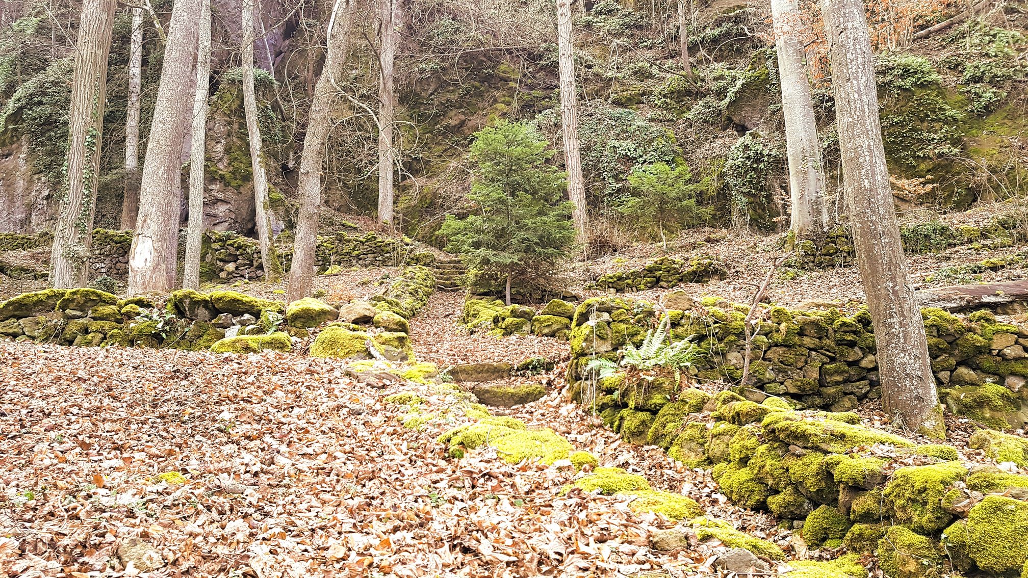 photo du bois des seigneurs