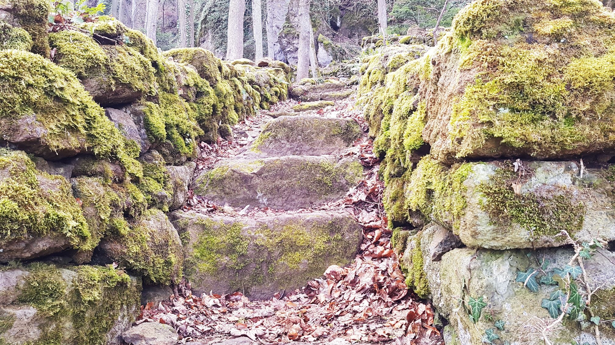photo du bois des seigneurs